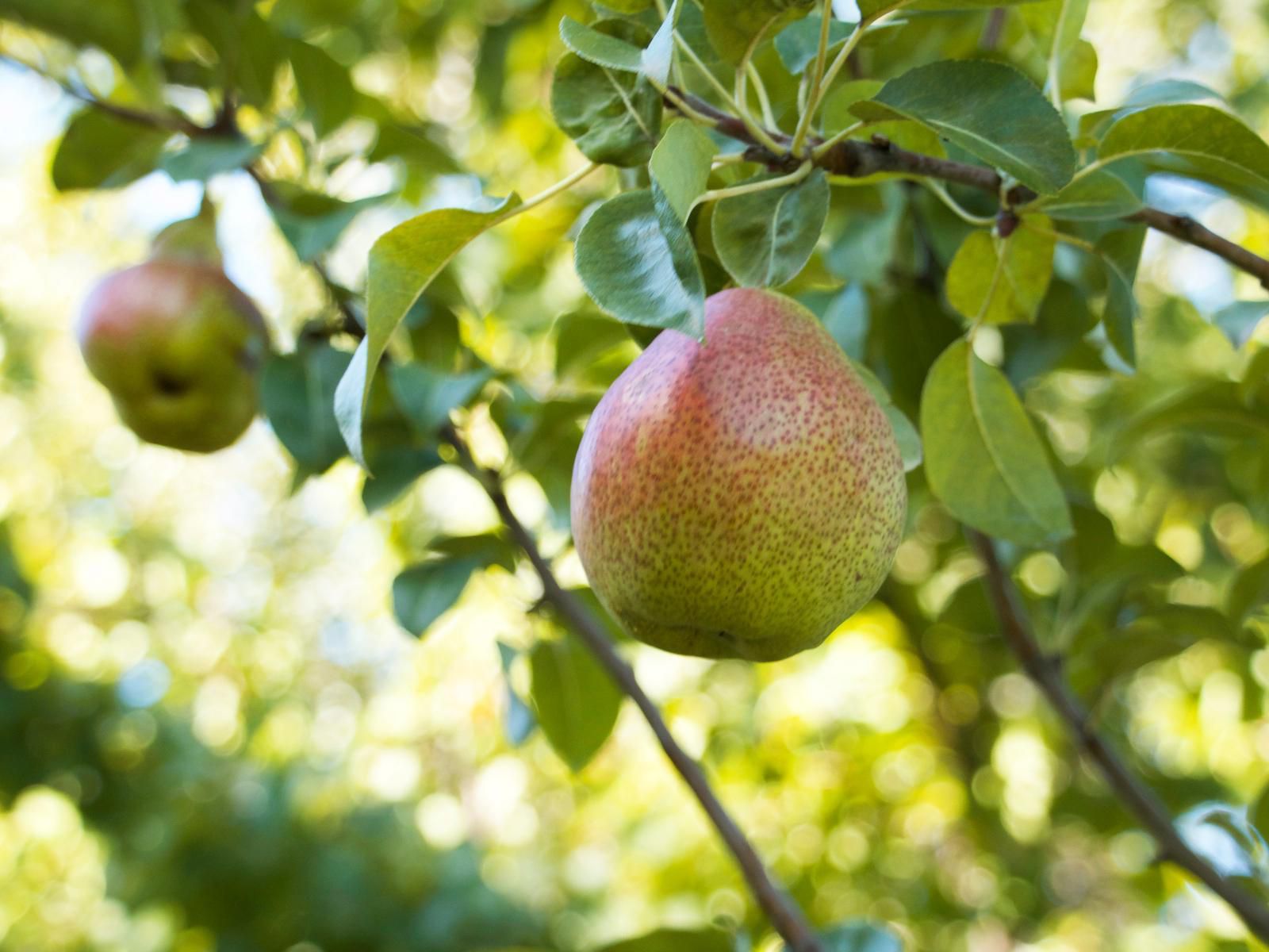 Underhill, Colorful, Food, Fruit