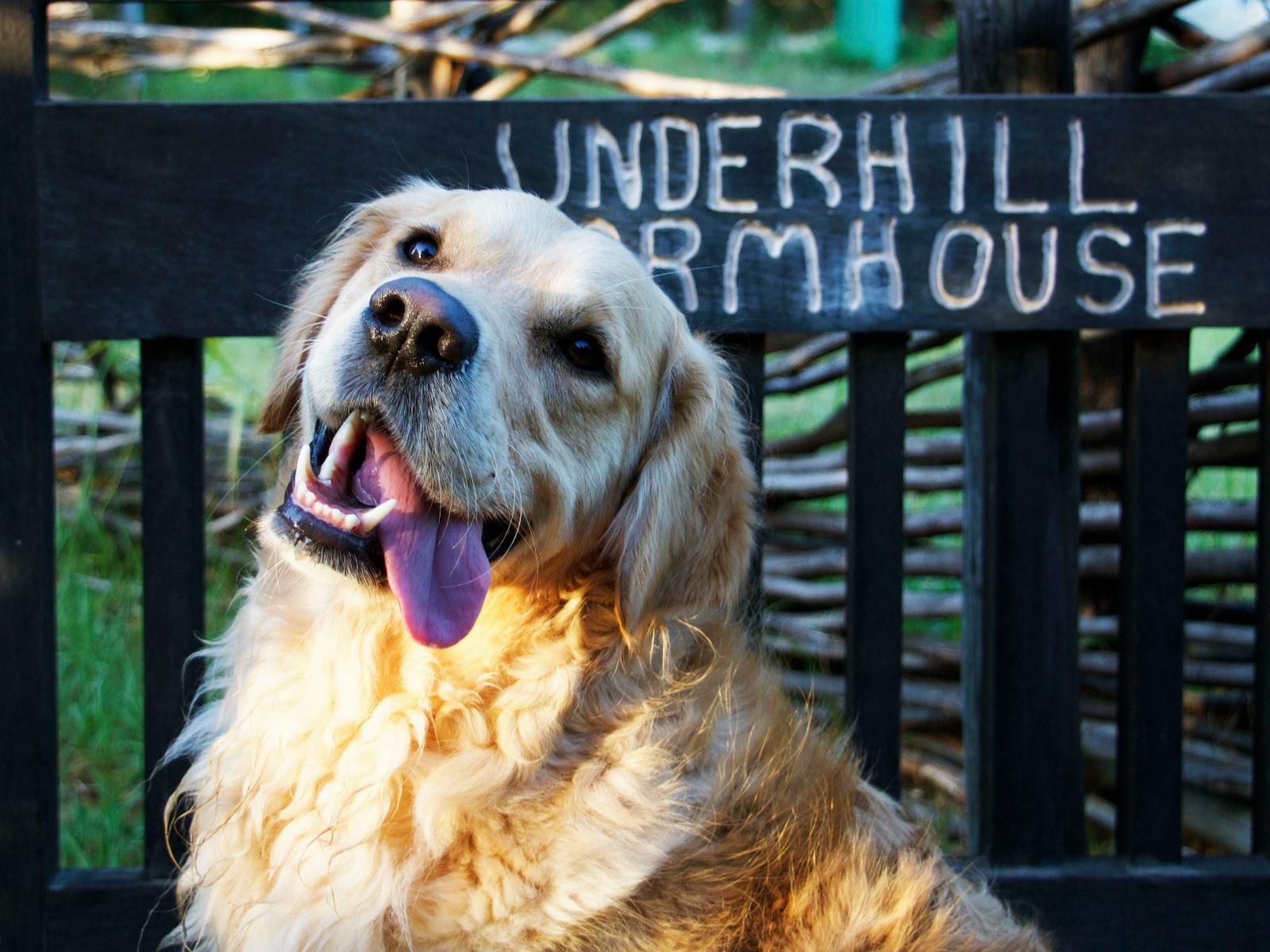 Underhill, Dog, Mammal, Animal, Pet