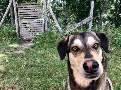 Underhill, Rivendell Cottage, Dog, Mammal, Animal, Pet