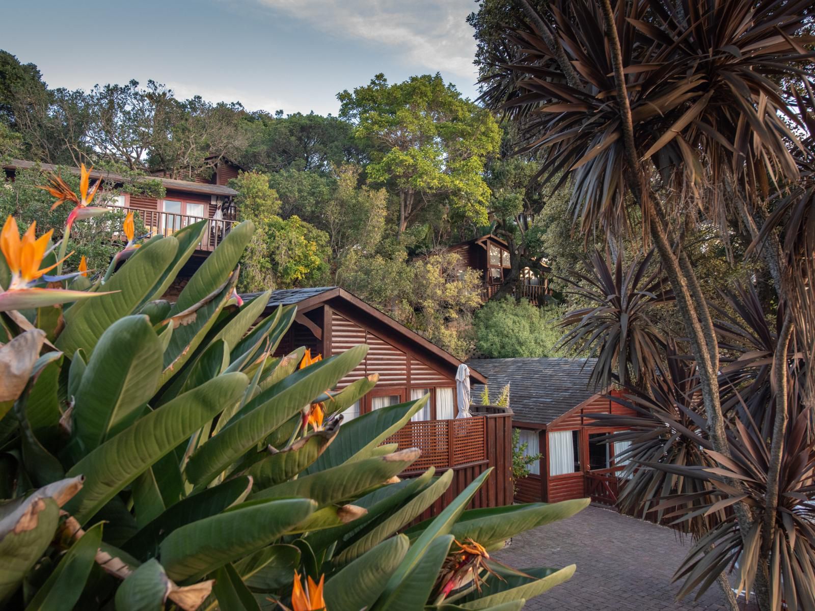 Under Milkwood The Heads Knysna Western Cape South Africa House, Building, Architecture, Palm Tree, Plant, Nature, Wood