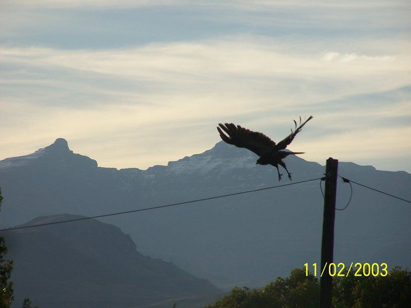 Under The Berg Bandb And Backpacker Underberg Kwazulu Natal South Africa Bird, Animal