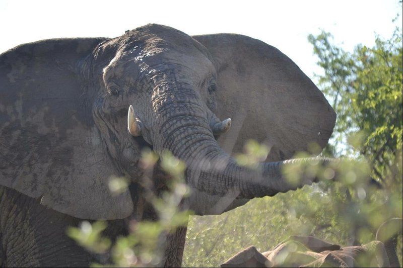 Unit 255 B Kiewiet Mabalingwe Nature Reserve Bela Bela Warmbaths Limpopo Province South Africa Unsaturated, Elephant, Mammal, Animal, Herbivore