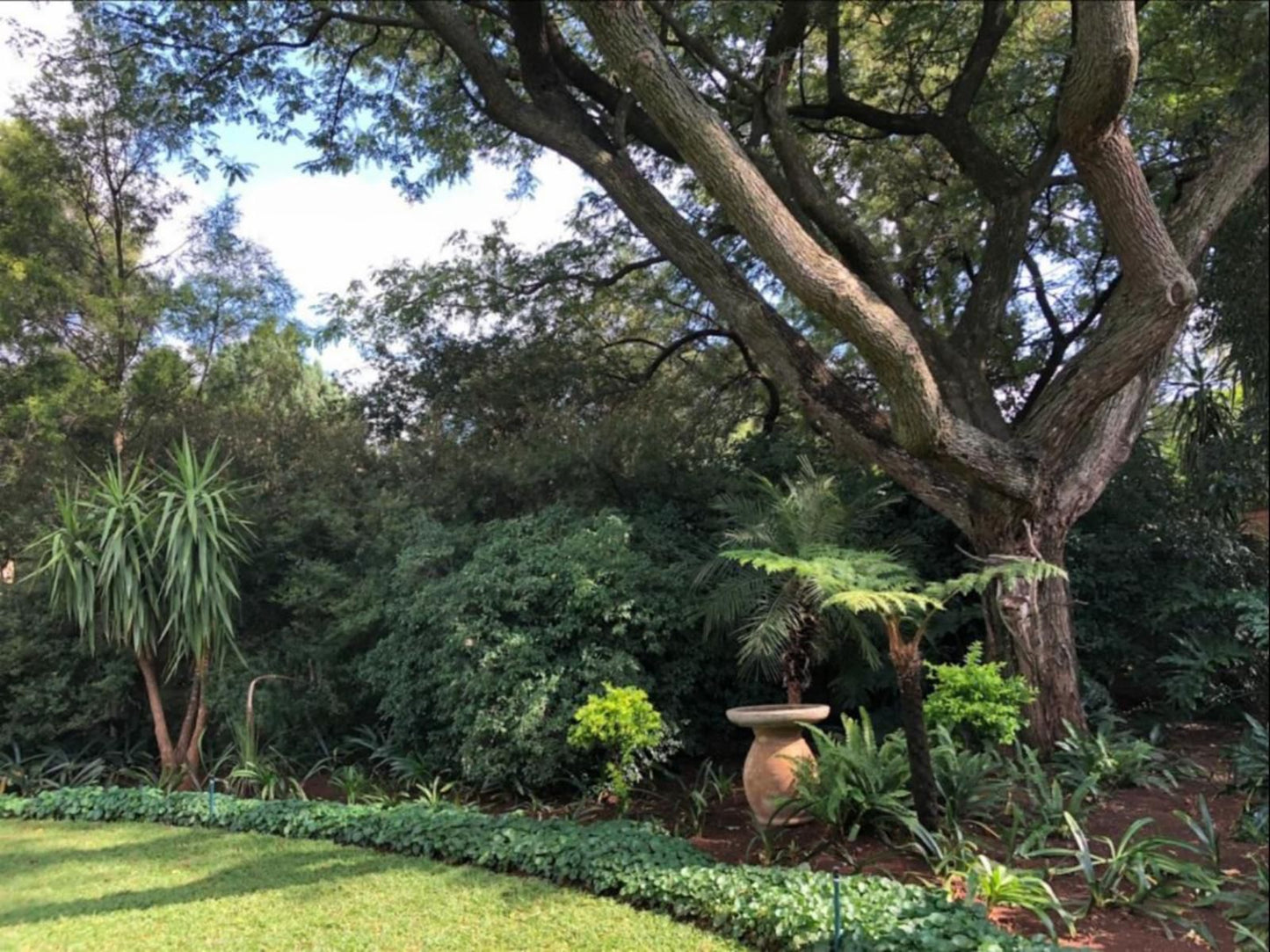 Unitas Guesthouse Die Hoewes Centurion Gauteng South Africa Palm Tree, Plant, Nature, Wood, Tree, Garden