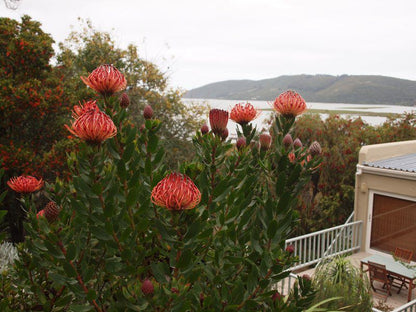 Paradise View Upmarket Apartment Paradise Knysna Western Cape South Africa Plant, Nature