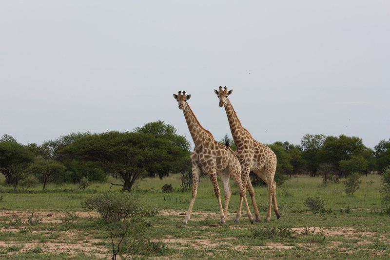 Utara Wildsplaas Mookgopong Naboomspruit Limpopo Province South Africa Giraffe, Mammal, Animal, Herbivore