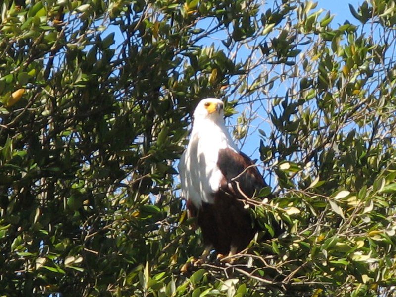 Utshwayelo Kosi Mouth Lodge And Camp Kosi Bay Kwazulu Natal South Africa Eagle, Bird, Animal, Predator