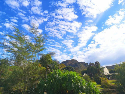 Val D Or Estate Franschhoek Western Cape South Africa Palm Tree, Plant, Nature, Wood