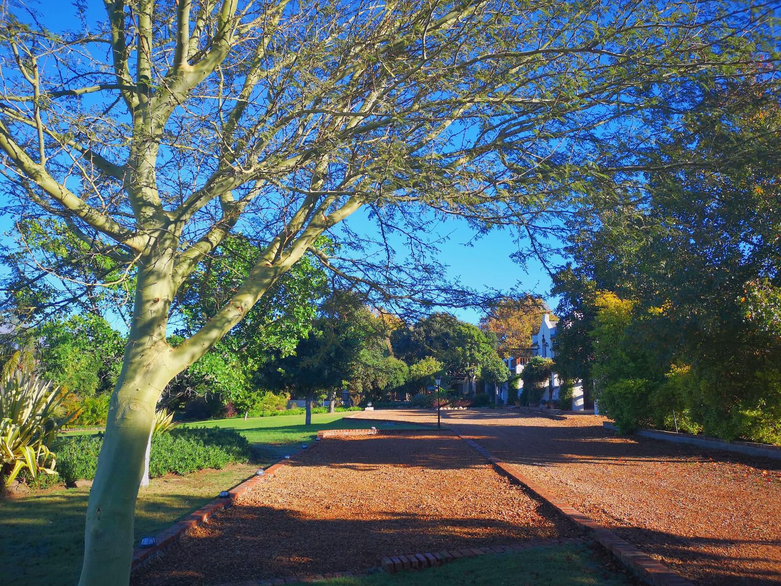 Val D Or Estate Franschhoek Western Cape South Africa Complementary Colors, Plant, Nature, Tree, Wood, Autumn