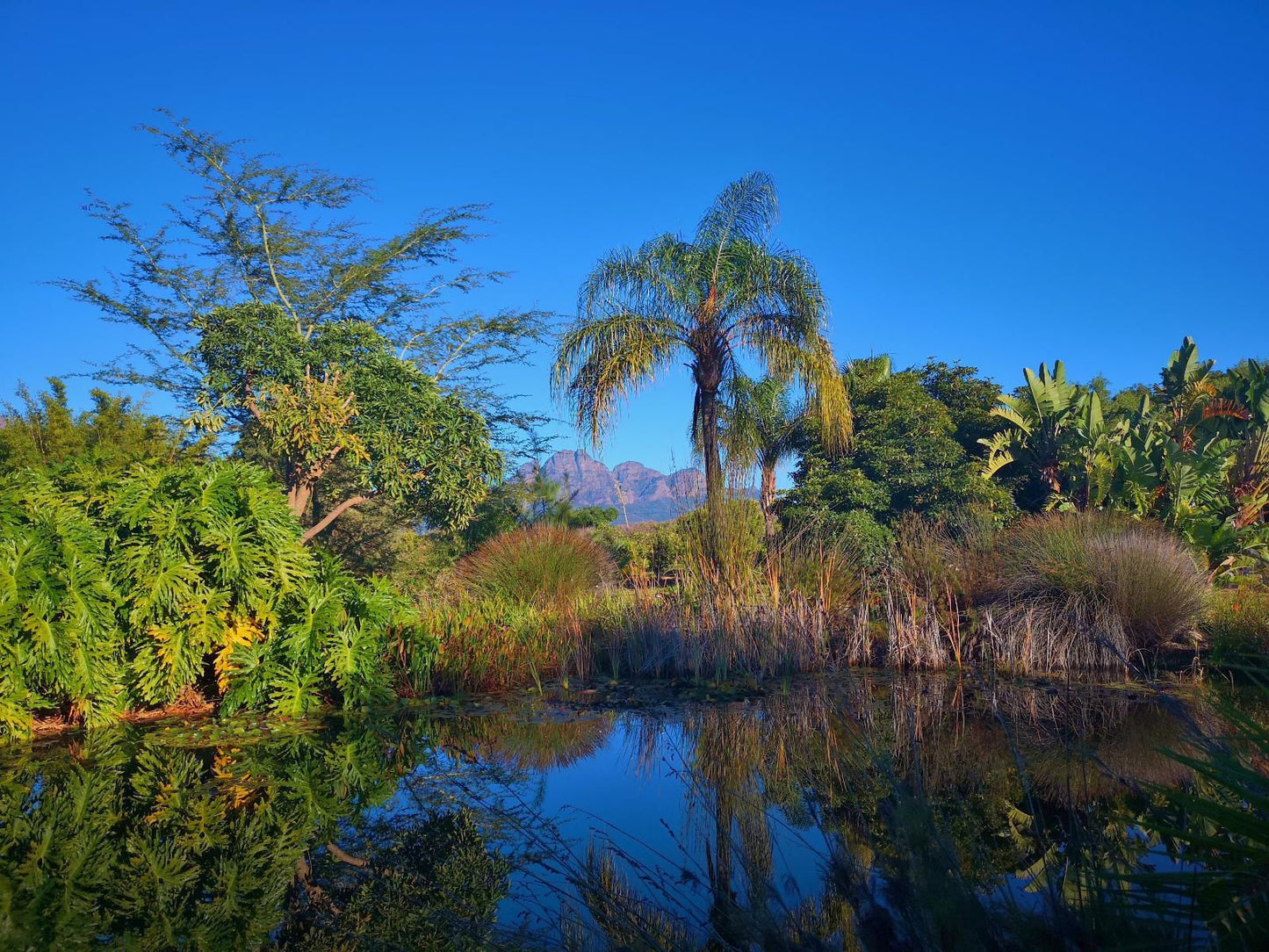 Val D Or Estate Franschhoek Western Cape South Africa Complementary Colors, Palm Tree, Plant, Nature, Wood