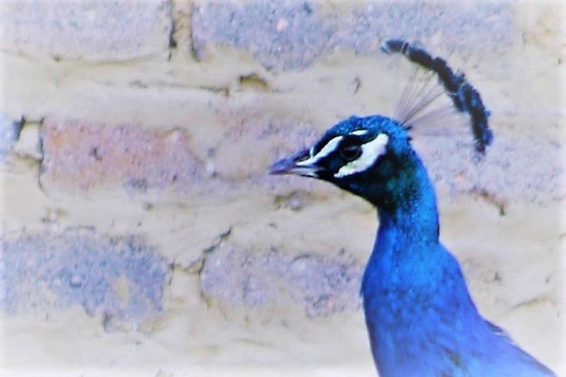 Vale2Vaal Parys Free State South Africa Peafowl, Bird, Animal