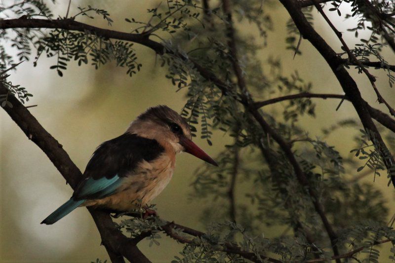 Vale2Vaal Parys Free State South Africa Kingfisher, Bird, Animal