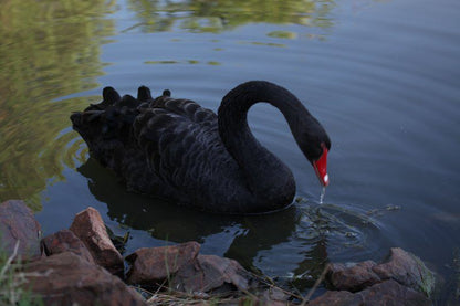 Vale2Vaal Parys Free State South Africa Swan, Bird, Animal