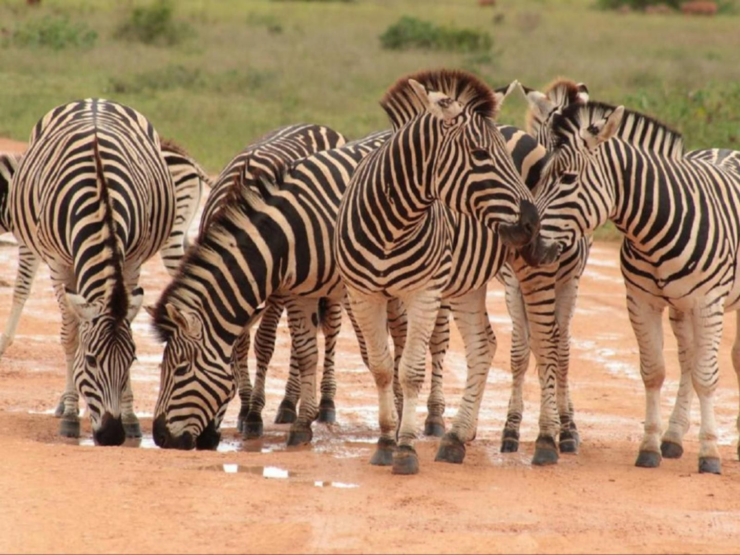 Valley Bushveld Country Lodge Addo Eastern Cape South Africa Zebra, Mammal, Animal, Herbivore