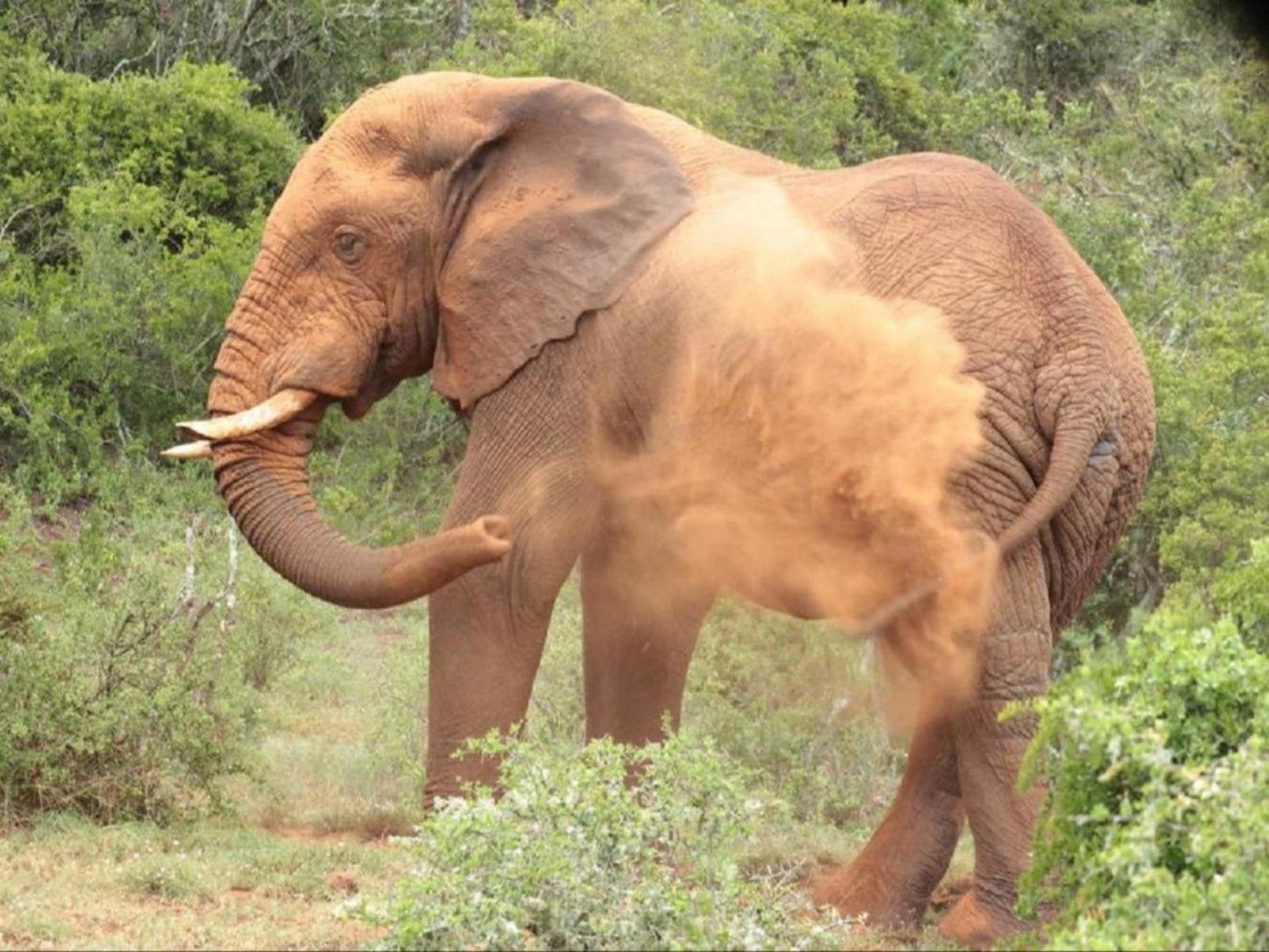 Valley Bushveld Country Lodge Addo Eastern Cape South Africa Elephant, Mammal, Animal, Herbivore