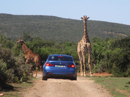 Valley Bushveld Country Lodge Addo Eastern Cape South Africa Complementary Colors, Giraffe, Mammal, Animal, Herbivore, Sign, Car, Vehicle