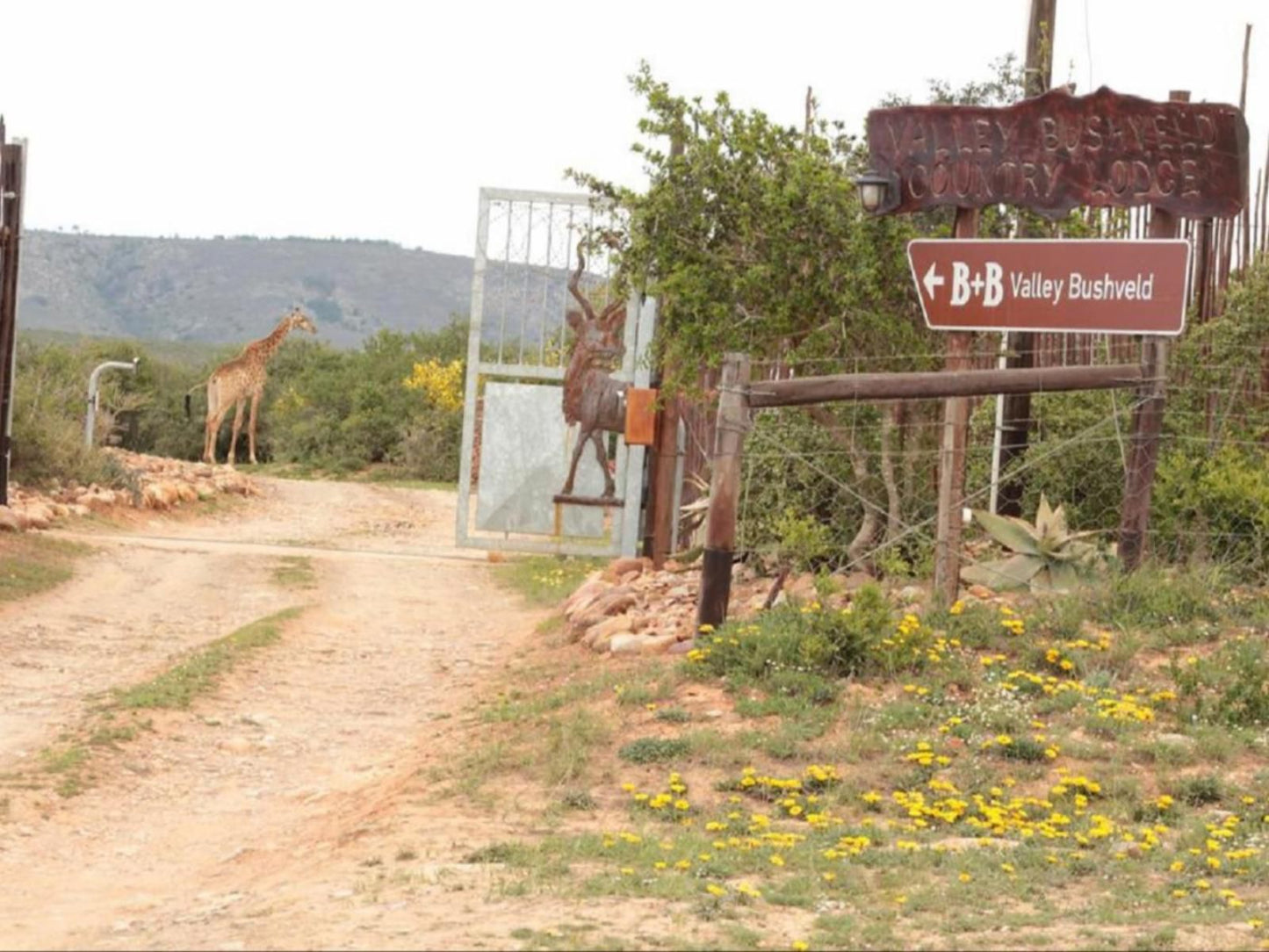 Valley Bushveld Country Lodge Addo Eastern Cape South Africa Horse, Mammal, Animal, Herbivore, Sign