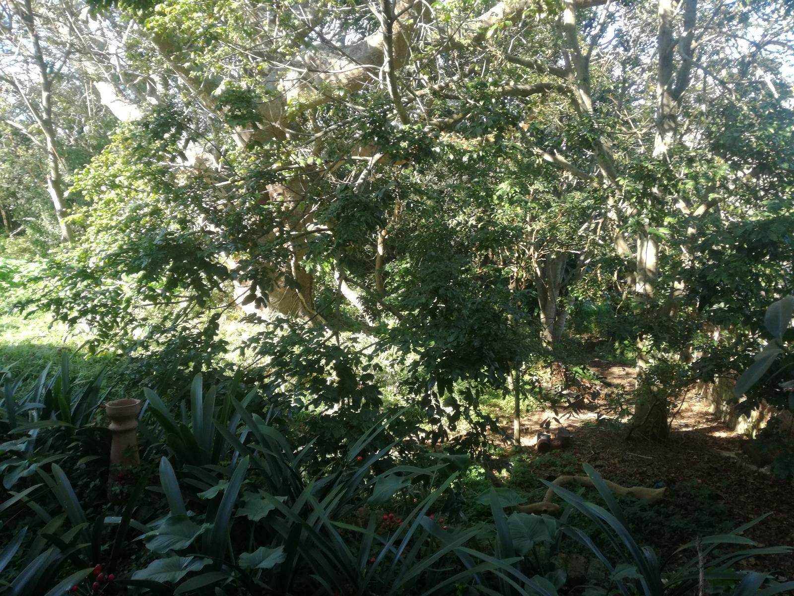 Valley Guest House St Georges Park Port Elizabeth Eastern Cape South Africa Forest, Nature, Plant, Tree, Wood, Garden