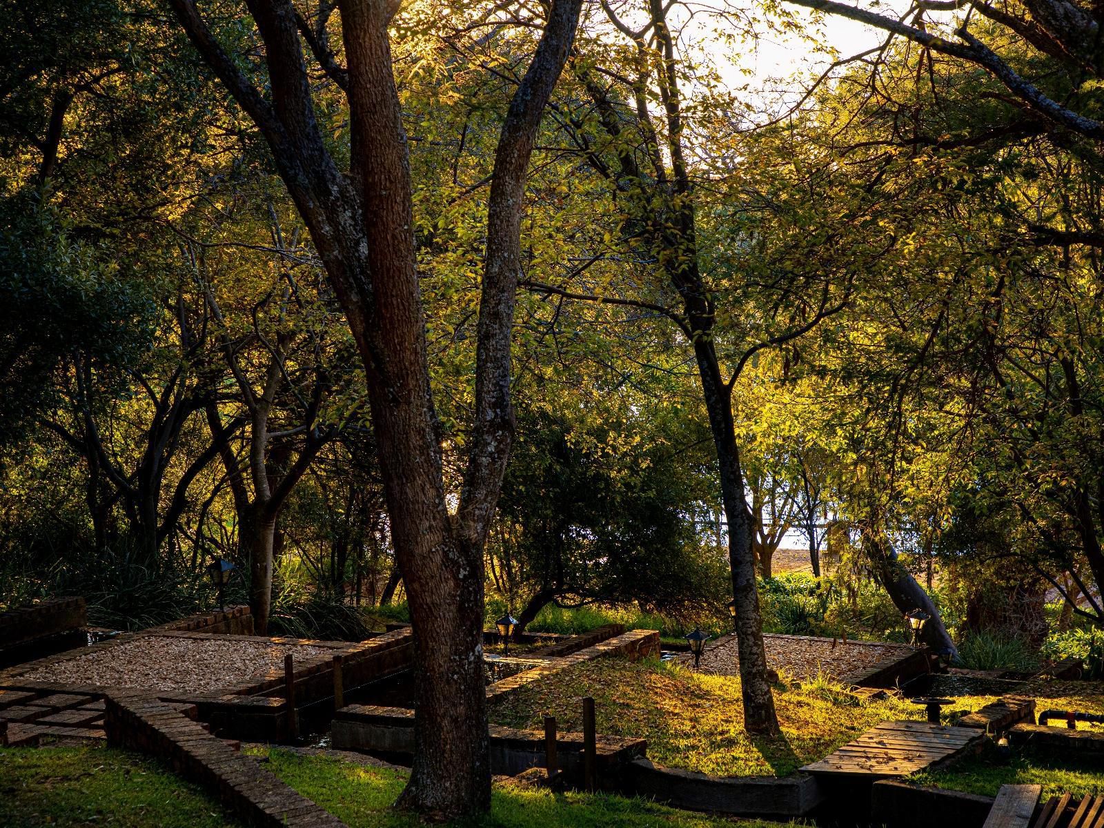 Valley Of The Rainbow Estate Dullstroom Mpumalanga South Africa Plant, Nature, Tree, Wood, Autumn