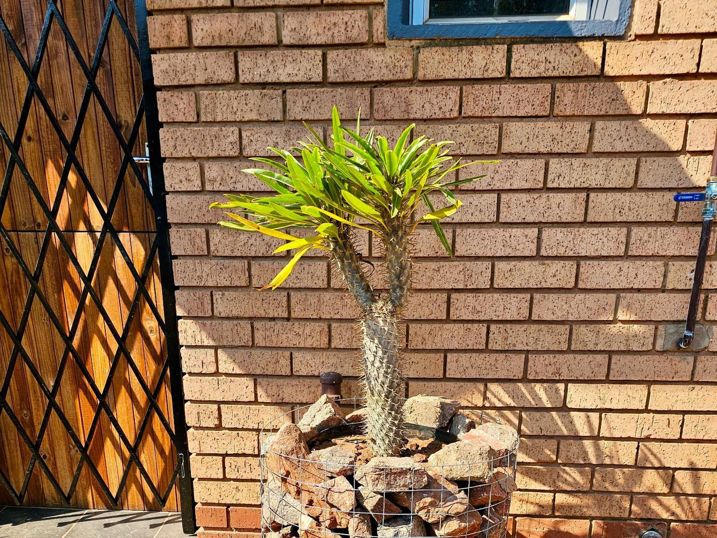 Valozone70 Guesthouse, Plant, Nature, Tree, Wood, Wall, Architecture, Brick Texture, Texture