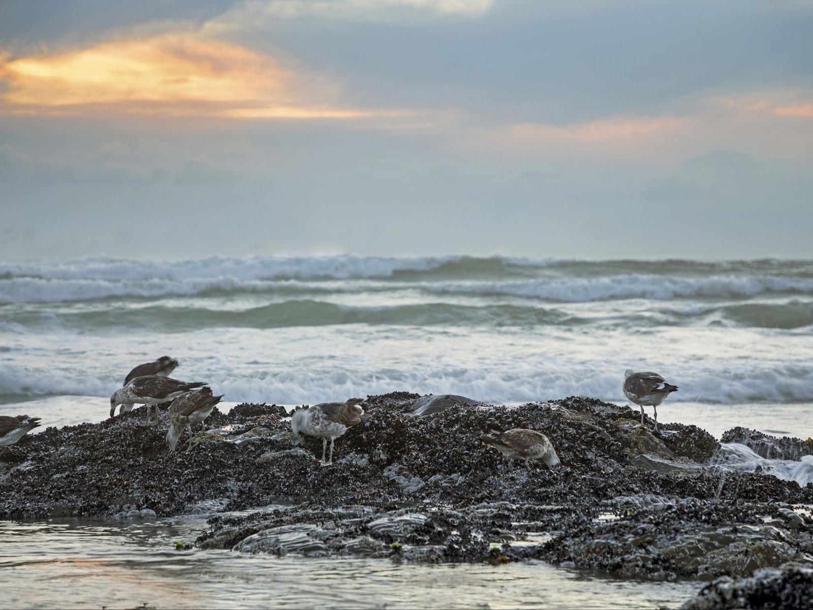 Van Riebeeck 12 By Hostagents Gordons Bay Western Cape South Africa Unsaturated, Beach, Nature, Sand, Ocean, Waters