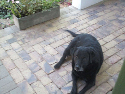 Van Rhyn Guest House Vanrhynsdorp Western Cape South Africa Unsaturated, Dog, Mammal, Animal, Pet