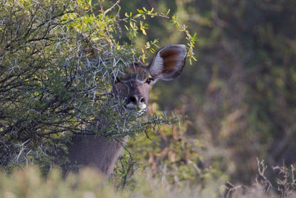 Van Rooyenskraal Guest Farm Willowmore Eastern Cape South Africa Unsaturated, Animal