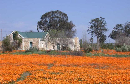 Van Zijl Guesthouses Nieuwoudtville Northern Cape South Africa Complementary Colors, Building, Architecture, Field, Nature, Agriculture, Plant