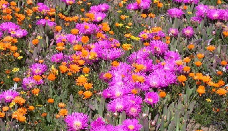 Van Zijl Guesthouses Nieuwoudtville Northern Cape South Africa Flower, Plant, Nature, Garden