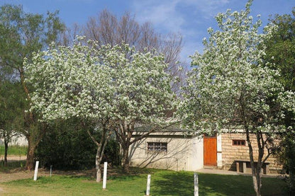 Van Zijl Guesthouses Nieuwoudtville Northern Cape South Africa Blossom, Plant, Nature