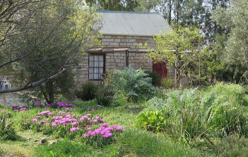 Van Zijl Guesthouses Nieuwoudtville Northern Cape South Africa Plant, Nature, Garden