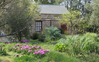Van Zijl Guesthouses Nieuwoudtville Northern Cape South Africa Plant, Nature, Garden