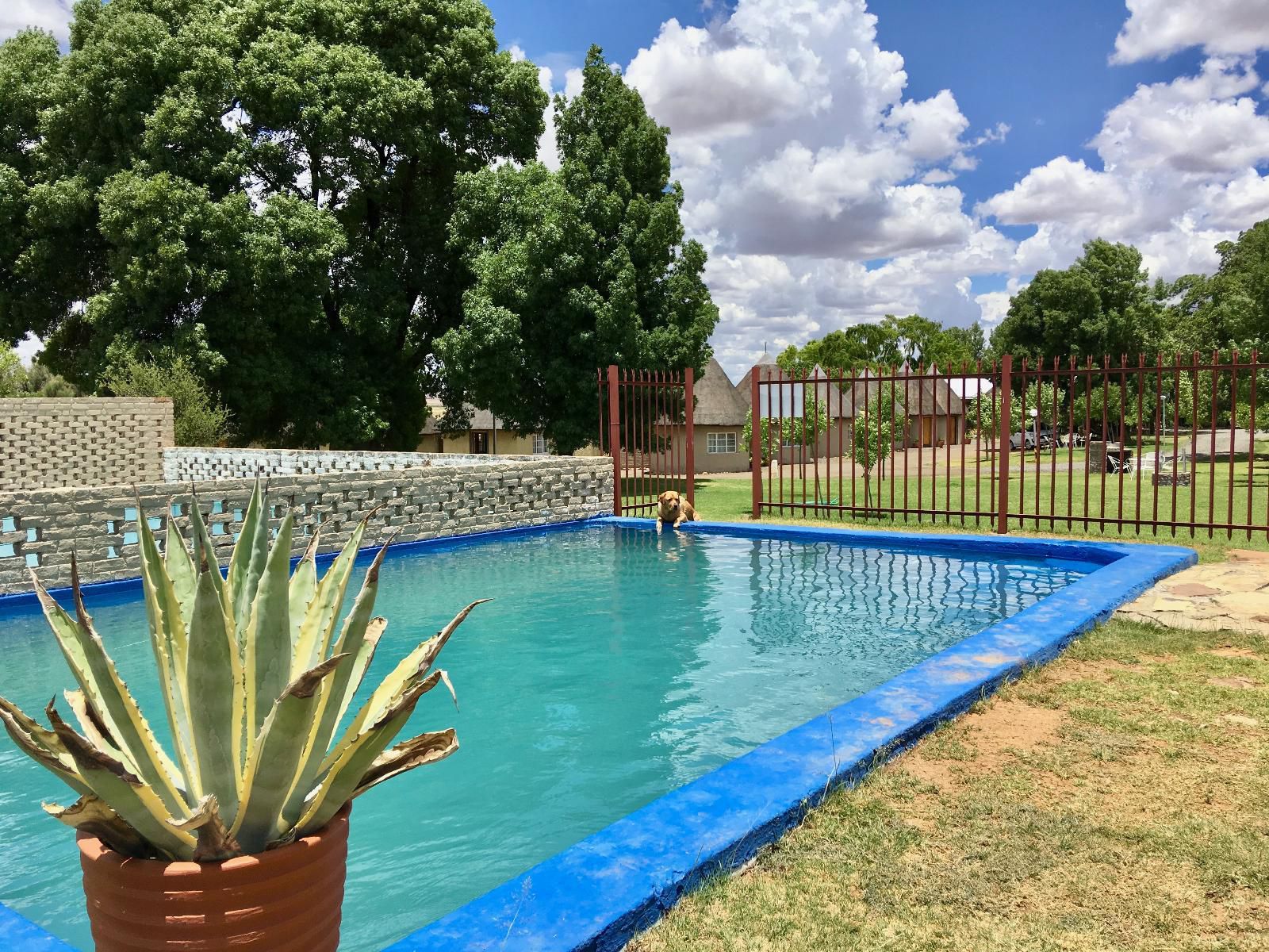 Van Zylsvlei Colesberg Northern Cape South Africa Complementary Colors, Garden, Nature, Plant, Swimming Pool