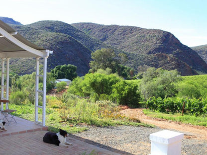 Varkenskraal Farm De Rust Western Cape South Africa Garden, Nature, Plant