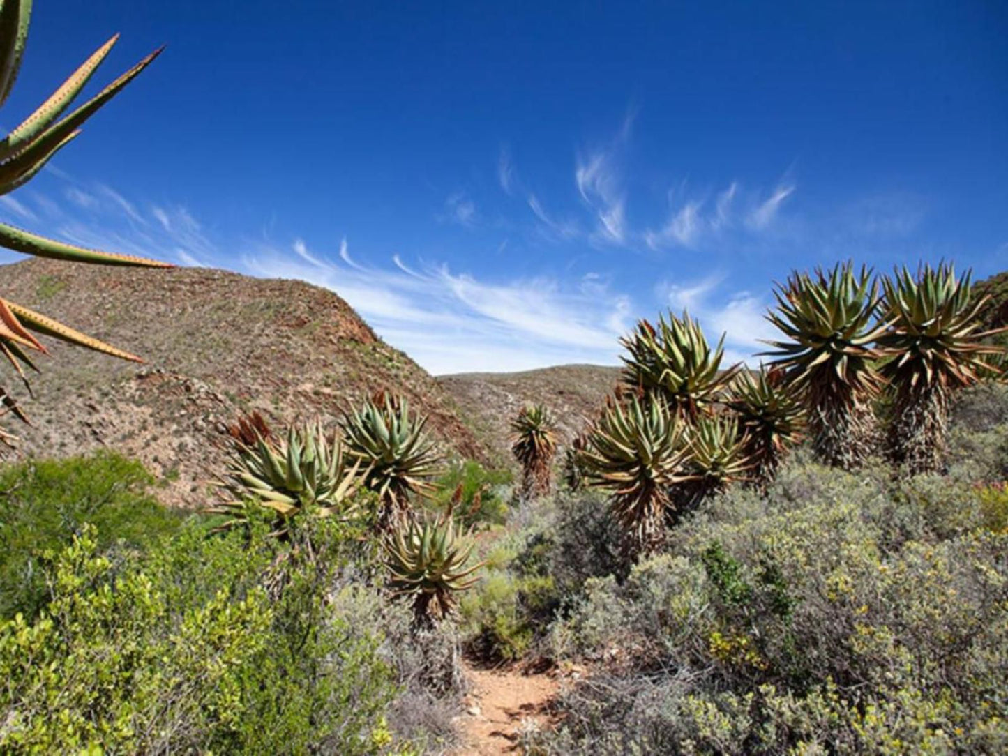 Varkenskraal Farm De Rust Western Cape South Africa Complementary Colors, Cactus, Plant, Nature