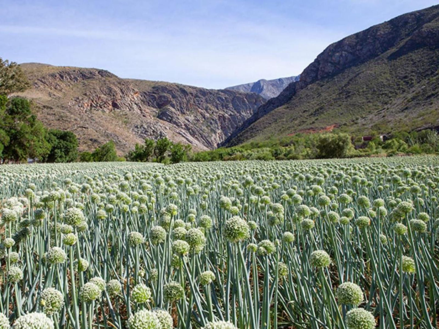 Varkenskraal Farm De Rust Western Cape South Africa Complementary Colors, Cactus, Plant, Nature