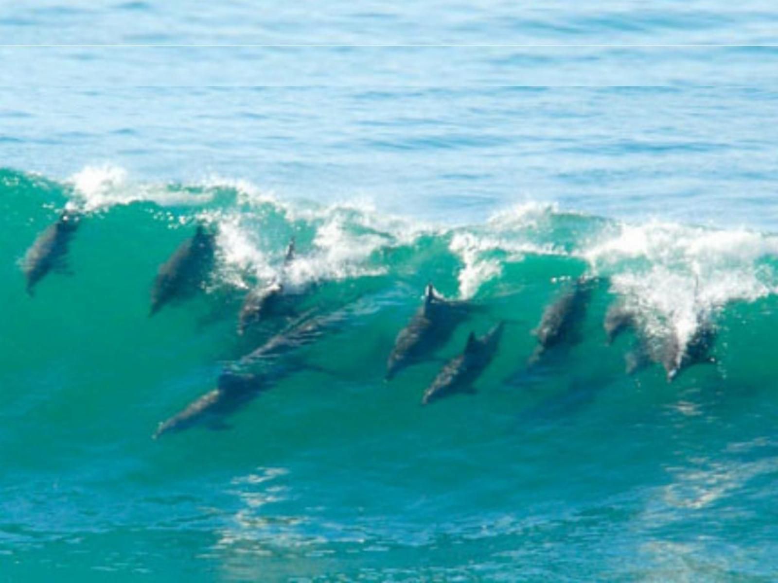 Vaykzn Umdloti Umdloti Beach Durban Kwazulu Natal South Africa Colorful, Dolphin, Marine Animal, Animal, Predator, Whale, Ocean, Nature, Waters
