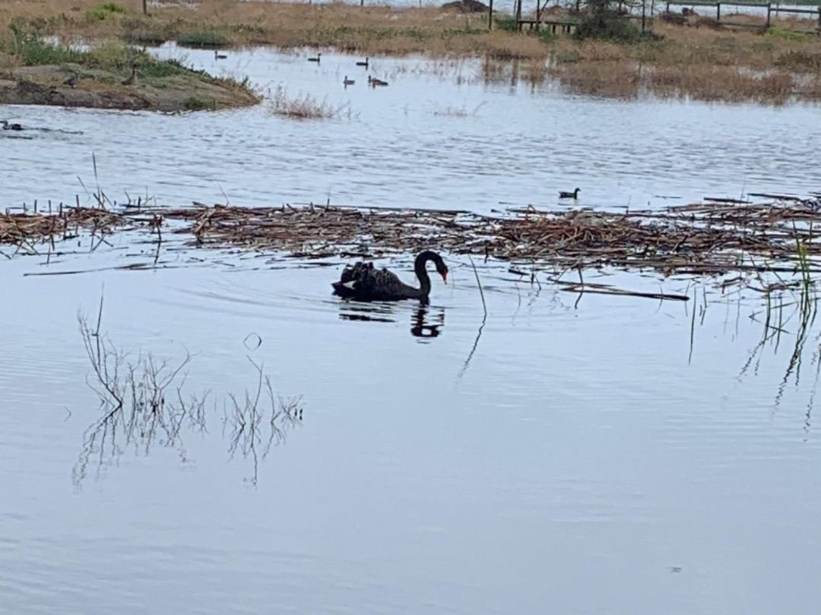 Vensterklip Guest Farm & Restaurant, Left Break, Swan, Bird, Animal, River, Nature, Waters