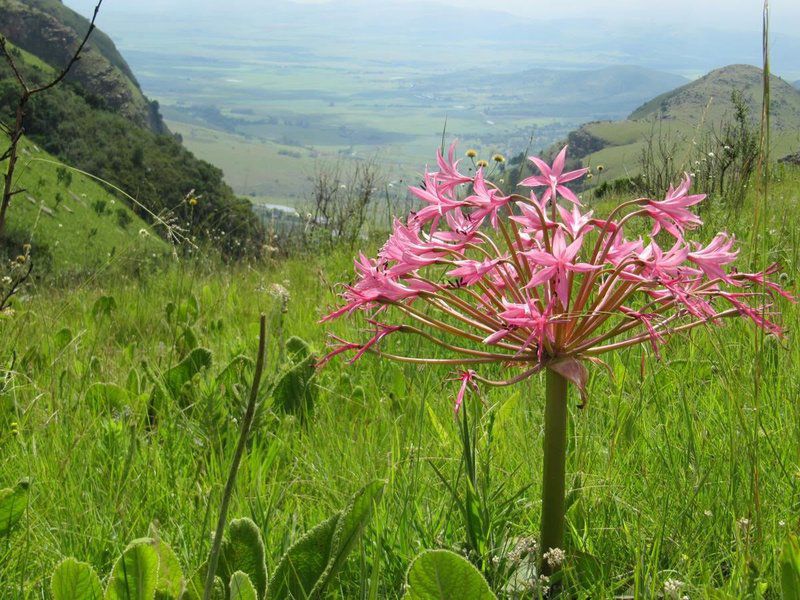 Verlorenkloof Croft 22 Syndicate Wilgekraal Lydenburg Mpumalanga South Africa Flower, Plant, Nature, Lily, Highland