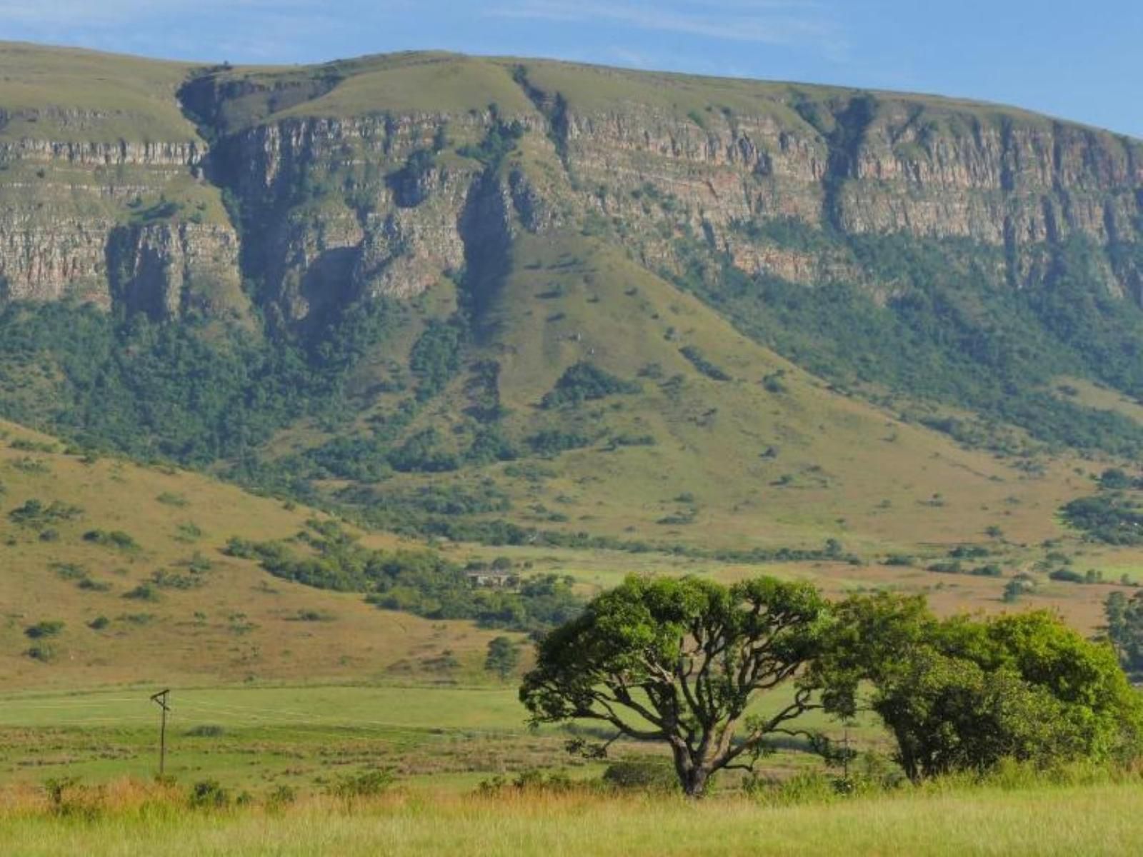 Verlorenkloof Wilgekraal Lydenburg Mpumalanga South Africa Tree, Plant, Nature, Wood, Highland