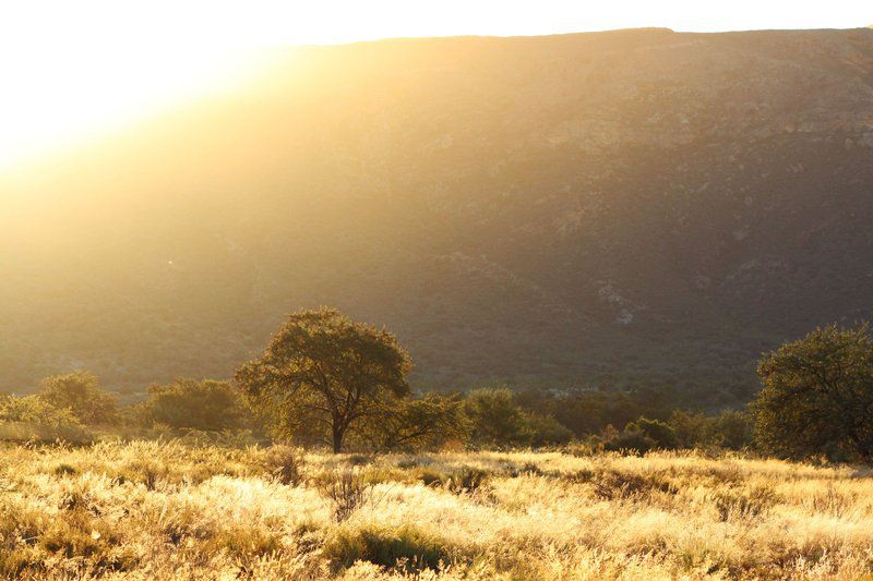 Verloren Rivier Willowmore Eastern Cape South Africa Sepia Tones, Nature