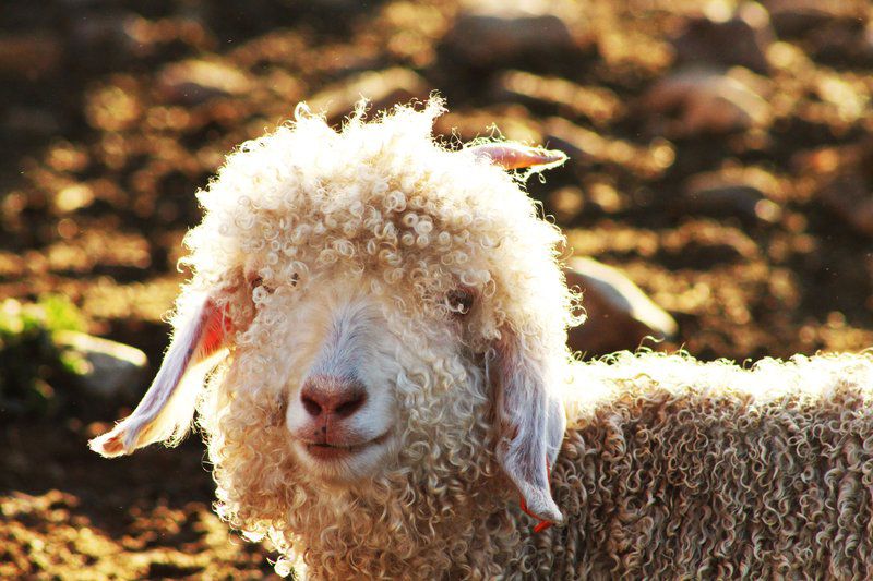 Verloren Rivier Willowmore Eastern Cape South Africa Sheep, Mammal, Animal, Agriculture, Farm Animal, Herbivore