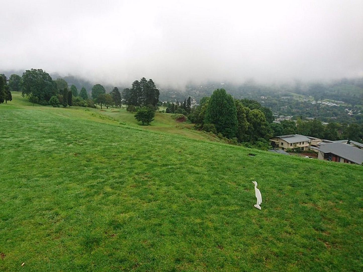 Victoria Country Club, Bird, Animal, Meadow, Nature, Highland