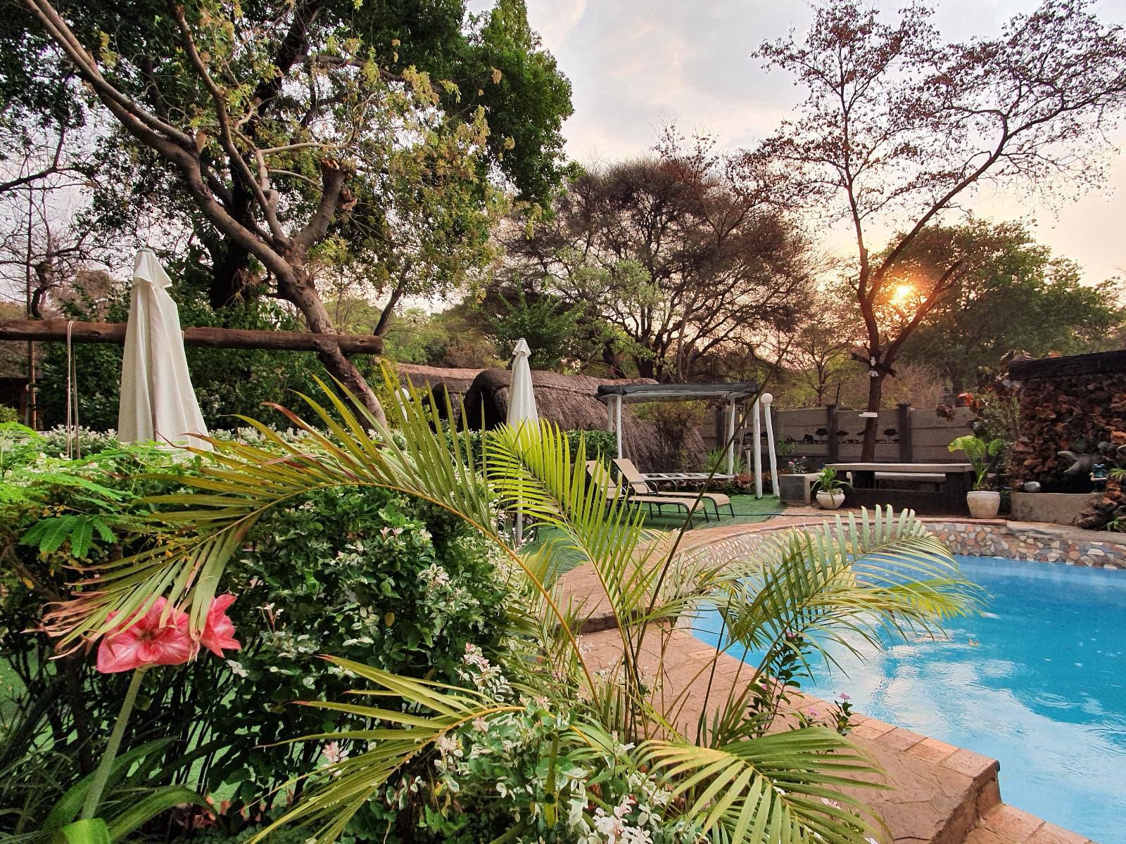 Victoria Falls Backpackers Lodge, Palm Tree, Plant, Nature, Wood, Garden, Swimming Pool