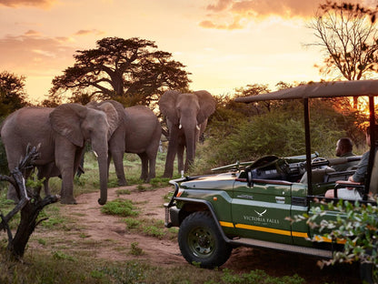 Victoria Falls River Lodge, Elephant, Mammal, Animal, Herbivore