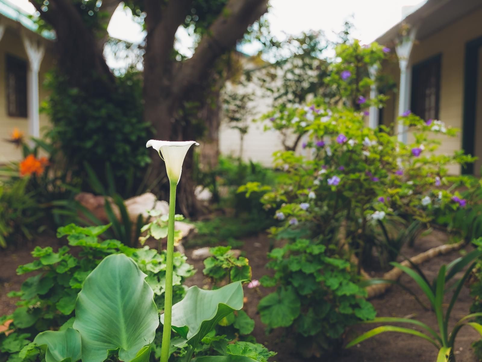 Victoria And Alfred Guest House Walmer Port Elizabeth Eastern Cape South Africa Plant, Nature, Garden