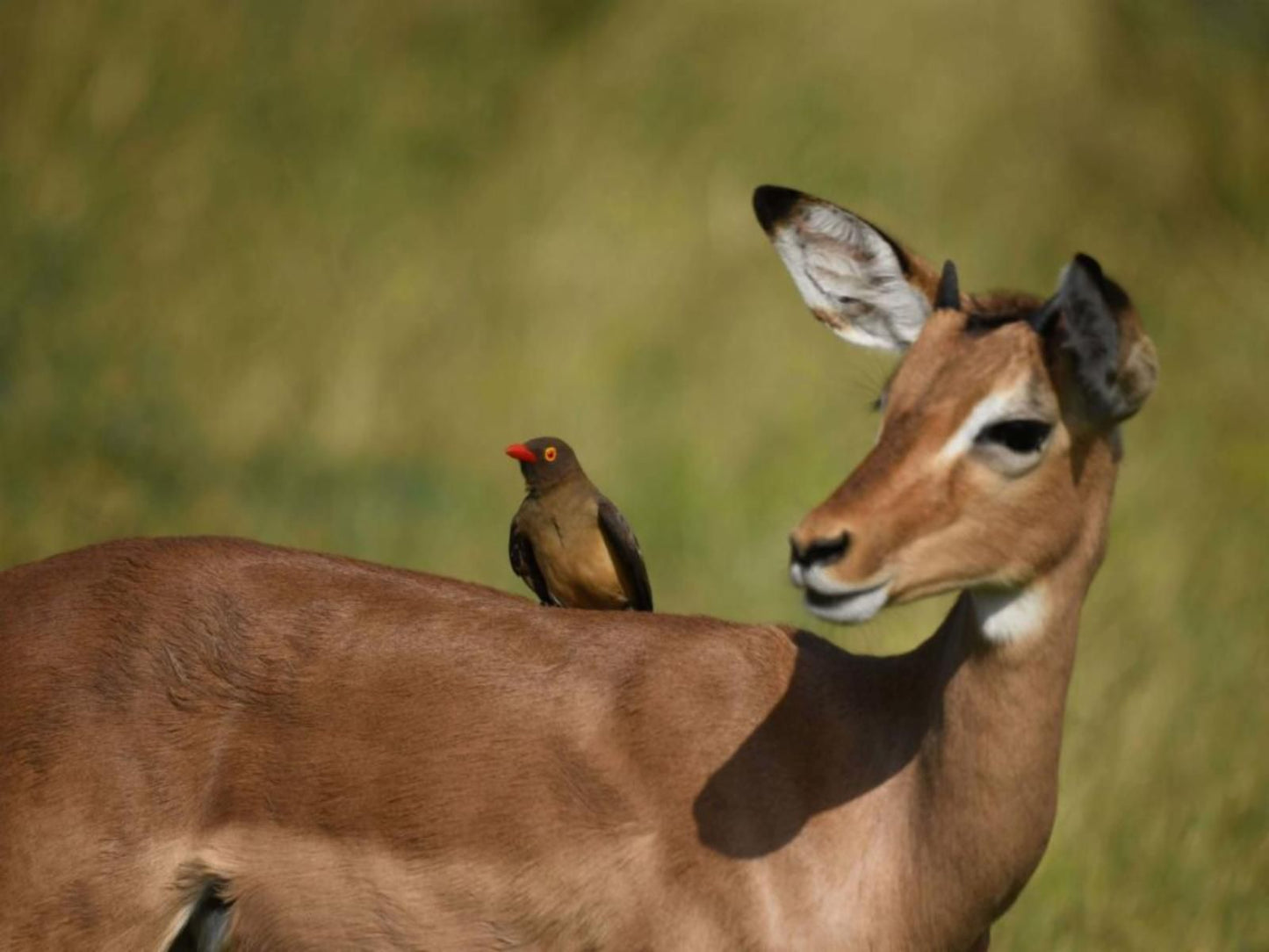 Vida Nova Kruger Marloth Park Mpumalanga South Africa Sepia Tones, Animal