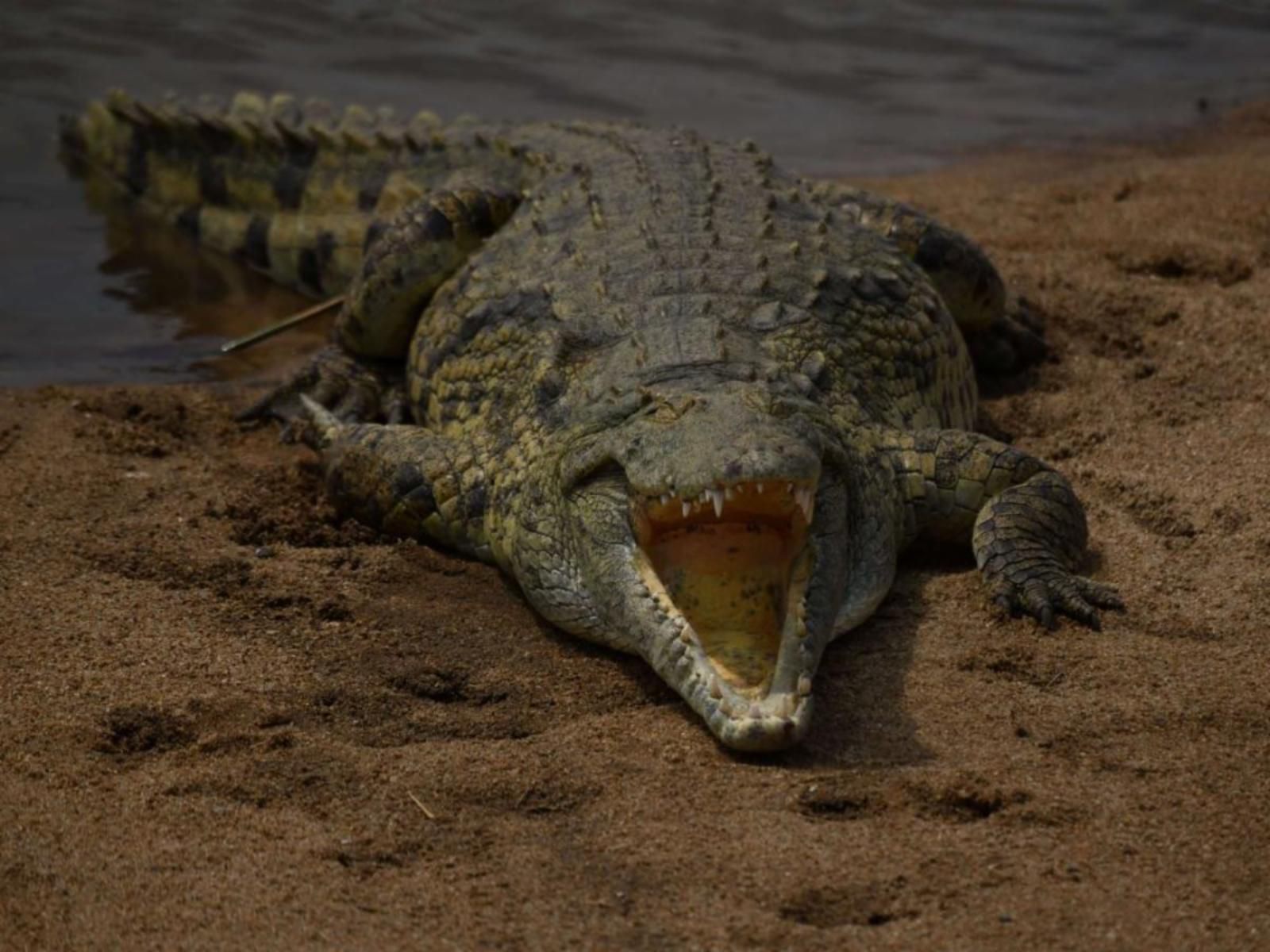 Vida Nova Kruger Marloth Park Mpumalanga South Africa Crocodile, Reptile, Animal, Predator