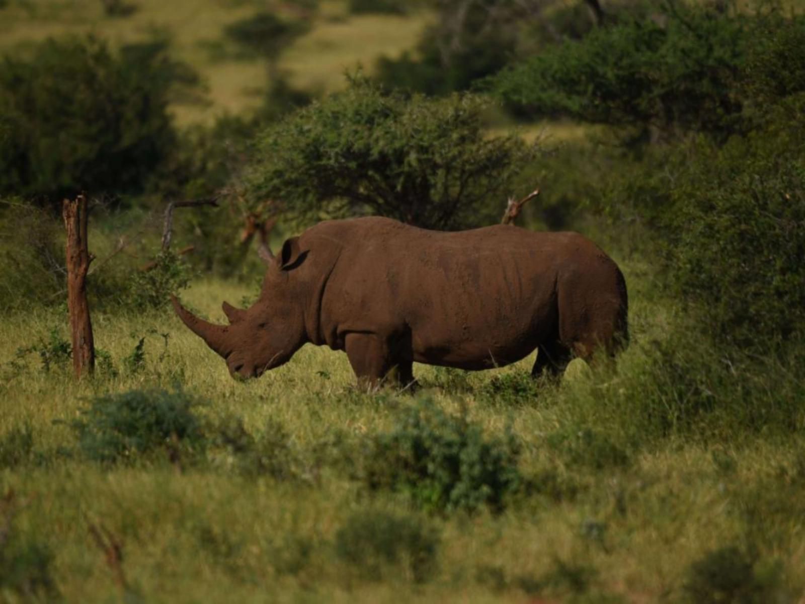 Vida Nova Kruger Marloth Park Mpumalanga South Africa Rhino, Mammal, Animal, Herbivore