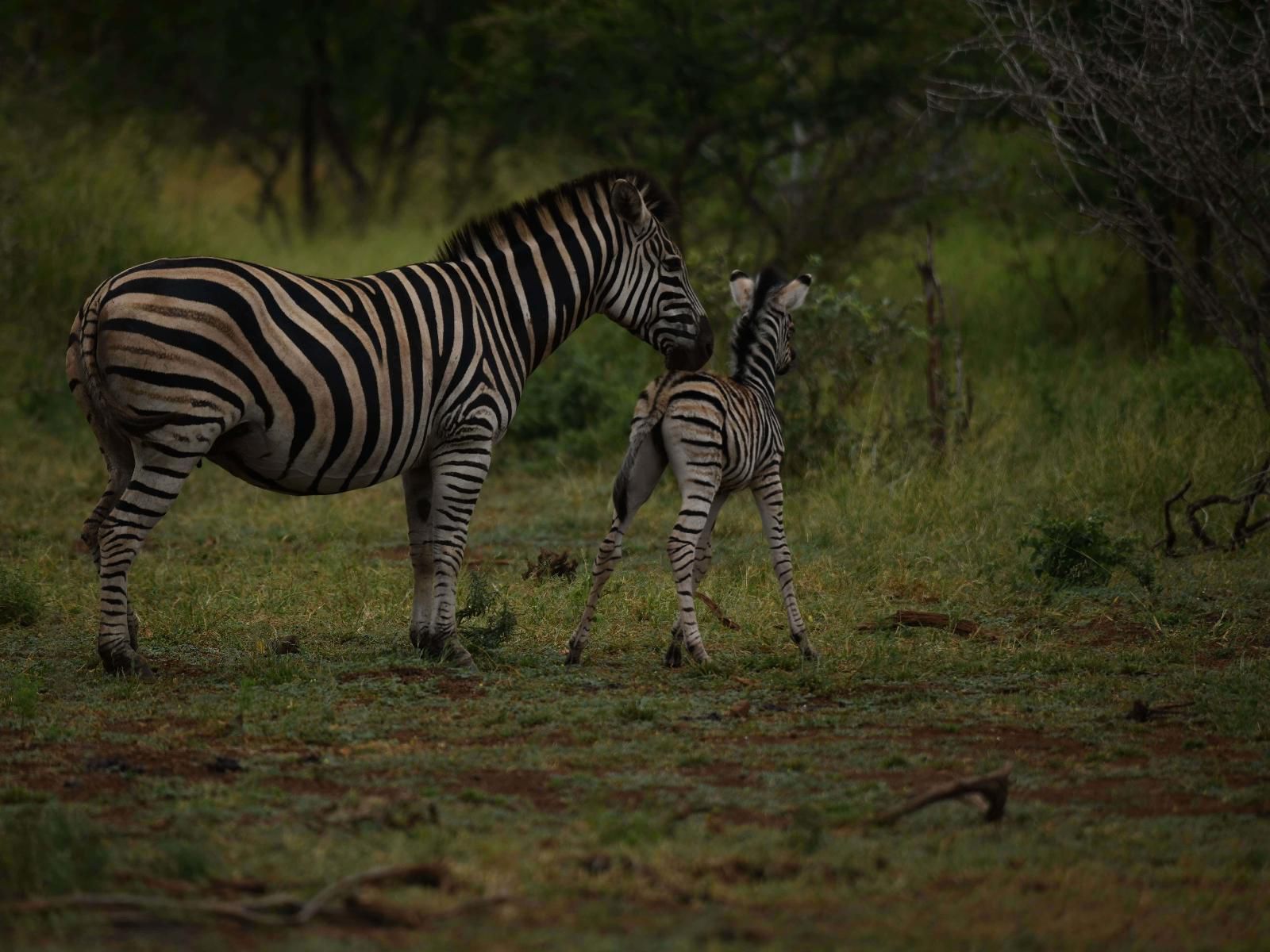 Vida Nova Kruger Marloth Park Mpumalanga South Africa Zebra, Mammal, Animal, Herbivore