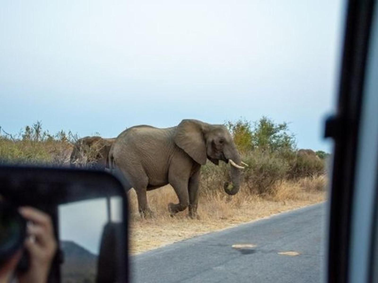 Vida Nova Kruger Marloth Park Mpumalanga South Africa Elephant, Mammal, Animal, Herbivore